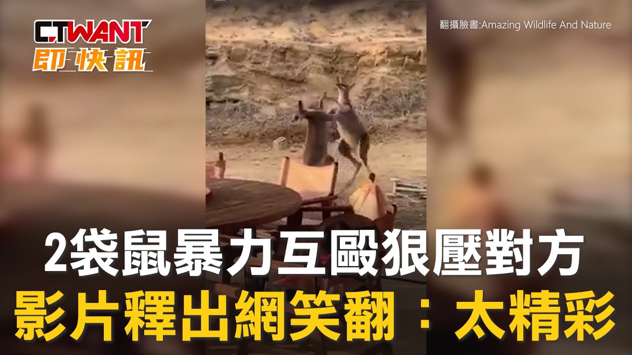 圖說-2袋鼠暴力互毆狠壓對方 影片釋出網笑翻：太精彩