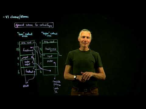 14 V1CorticalStreams