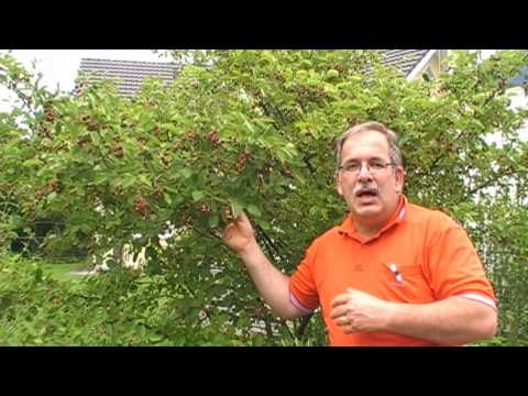 Amelanchier Serviceberry - an underrated fruit variety