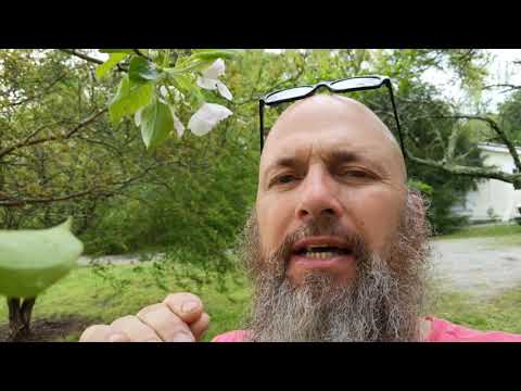 download lagu mp3 mp4 Are Apple Blossoms Edible, download lagu Are Apple Blossoms Edible gratis, unduh video klip Are Apple Blossoms Edible