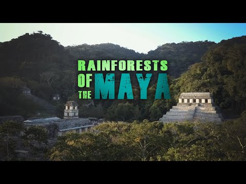 Rainforests of the Maya