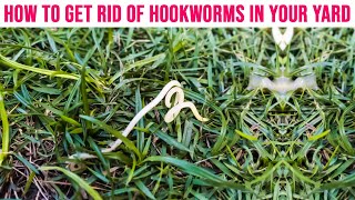 How to Get Rid of Hookworms in Your Yard - Soil Treatment for Hookworm
