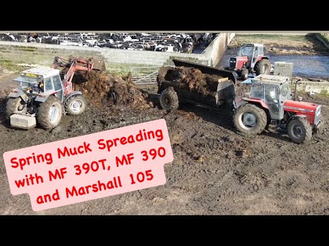 Spring Muck Spreading with MF 390, MF 390T and Marshall 105 Spreader - Massey Power!