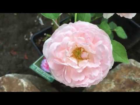 Роза St Swithun - Сэйнт Свизан. Английская роза. Новинка в моем саду!