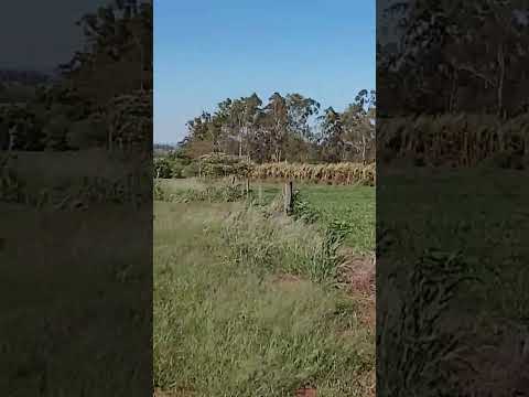 assentamento são Pedro Querência do Norte Paraná