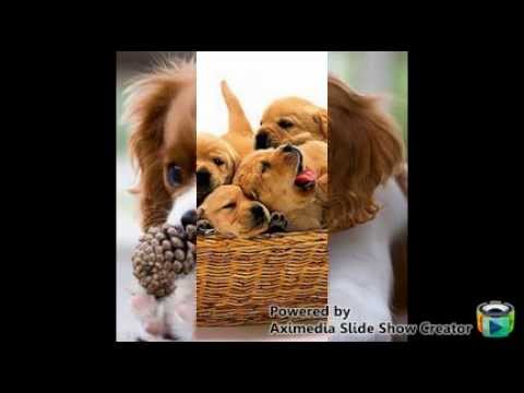 Můj pes -Jaromír Nohavica