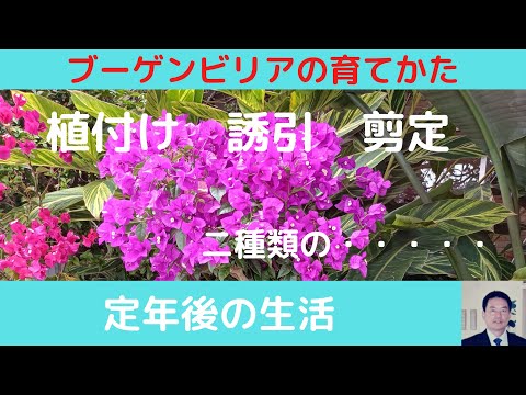この夏、印象的な開花をもたらすブーゲンビリア用の天然肥料はどれを選べばよいでしょうか?  庭園