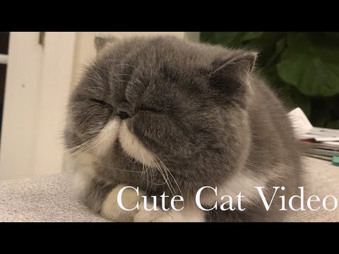 Funny Looking Cat Video (AKA my cat looks like John Bolton)