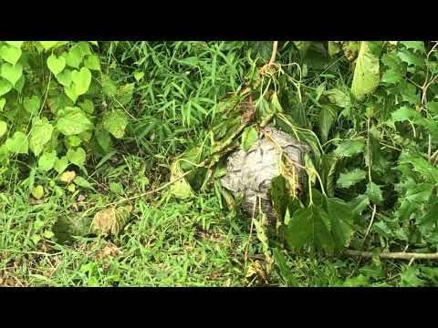 Bald-Faced Hornets Found While Trimming a Tree in Mantoloking, NJ