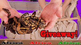 Unboxing Snakes from Africa!
