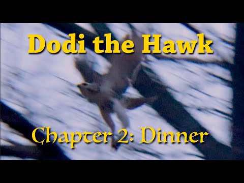 Red Tail Hawk 2 Riverside Park New York City