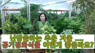 난방을 하는 겨울  실내공기정화식물 어떤게 좋은지  궁금하시죠?