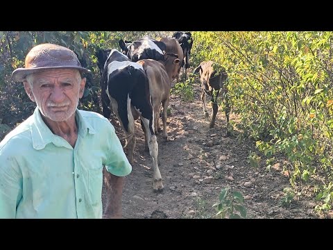 FuI COM SEU ZÉ LEVA AS VACAS E PEGA O BOI DE CARROÇA PARA TRAZER UMA CARROÇA DE PALMA OLIVEDOS PB