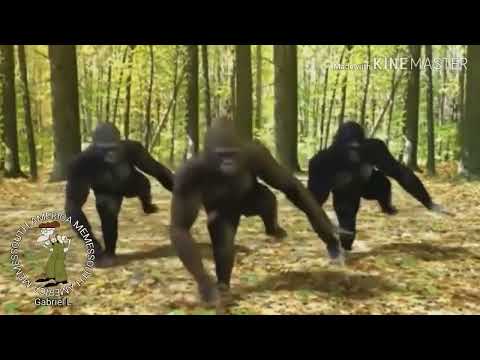 MÚSICA EU TAVA POR AÍ ANDANDO NA MINHA BIKE E NO MEU PEZINHO TINHA UM TÊNIS DA NIKE EU OLHEI PARA 🦍🦍