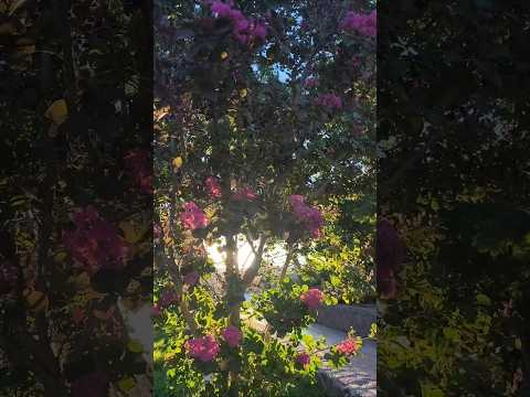 📍 Combarbalá 🌲🌳🌱🌿🪻🌸#atardecer