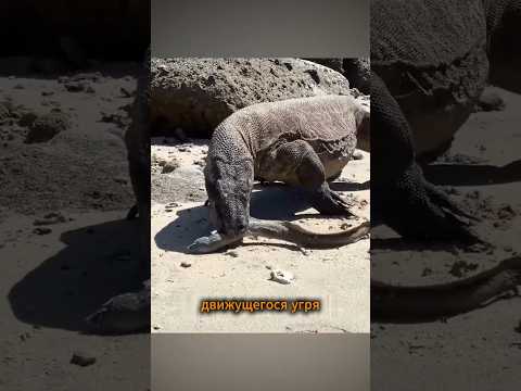 Варан - безобидная ящерица или опасный хищник?