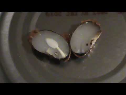 FATHER' TELL TELL SIGNS OF PREDICTING WINTER WEATHER WITH A PERSIMMON SEED