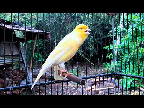 The Young And Powerful Great TENOR - Canary Training Song