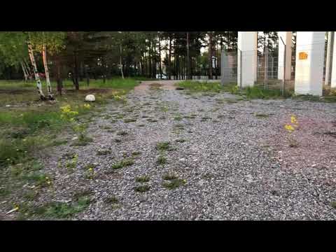 A rabbit from Helenelund