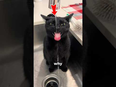 Proof That Cats Are Smarter Than Dogs?! 🐱
