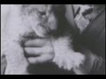 Lion Cubs And Elephants At Detroit Zoo