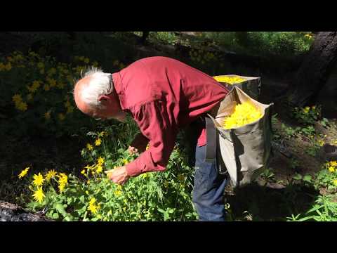 Arnica - How to Harvest with Michael Pilarski "Skeeter"