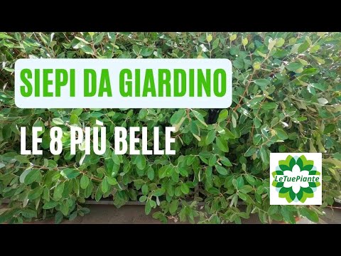 Siepi da Giardino