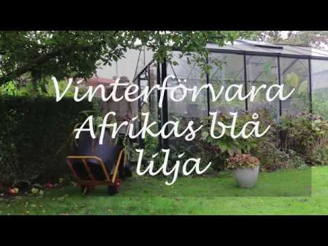 Vinterförvara Afrikas blå lilja