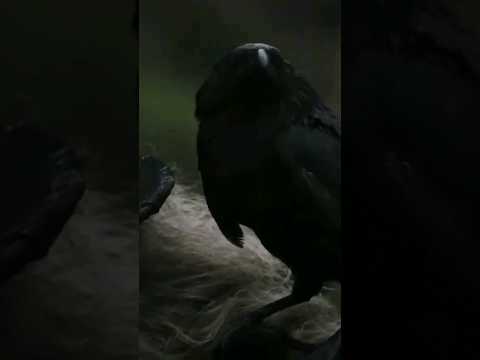 What does raven mean in mythology? #raven #mythology #mystery