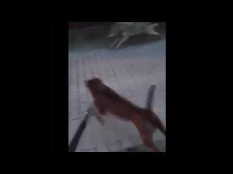 Wolf vs pitbull real (pitbull vs wolf)
