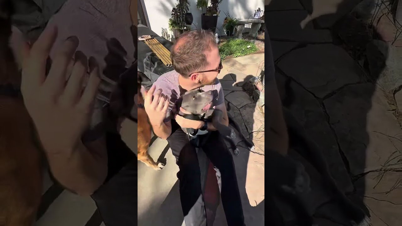 Pita, a ADOPTABLE mixed breed in Burbank, CA video 6/6