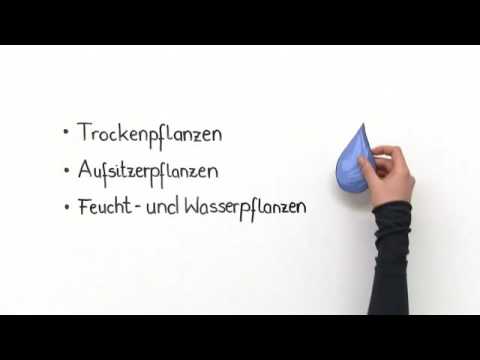 abiotischer Faktor Wasser – Einfluss auf Pflanzen (Vertiefungswissen) | Biologie | Ökologie