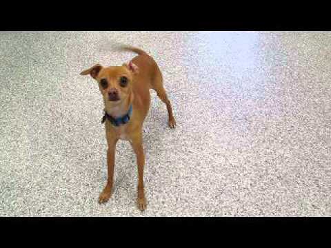 Ernesto, an adopted Italian Greyhound Mix in Hood River, OR_image-1