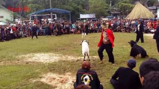 Download lagu Adu Domba Taruhan Puluhan Juta Live Garut mp3 Download lagu Adu Domba Taruhan Puluhan Juta Live Garut mp3