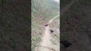 Download lagu qaib qus qua zoo mp3 Download lagu qaib qus qua zoo mp3