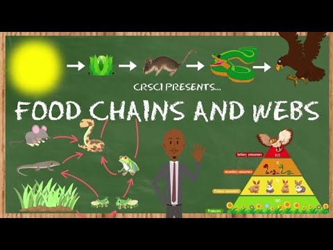 Food Chains, Food Webs, and Energy