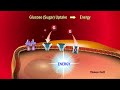 The Role Of Insulin In The Human Body