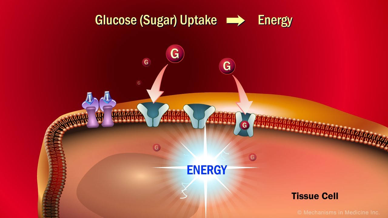 The Role of Insulin in the Human Body