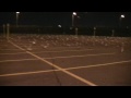 A Lot Of Seagulls