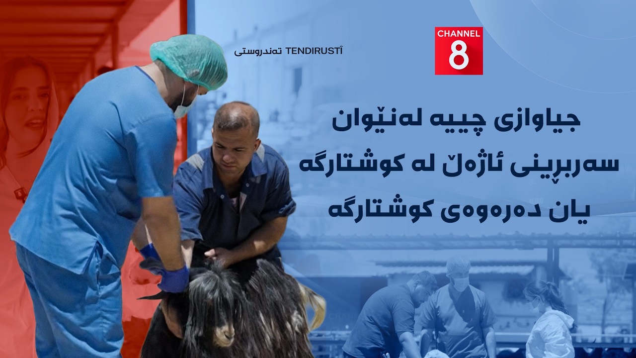 ڤیدیۆ | تەندروستی - جیاوازی چییە لەنێوان سەربڕینی ئاژەڵ لە کوشتارگە یان دەرەوەی کوشتارگە