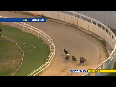 THE GREYHOUND DERBY 2023