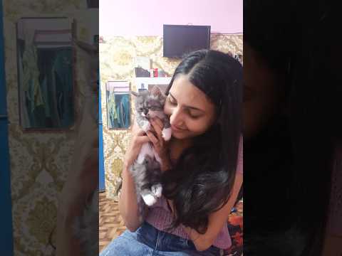 cute kitten😍😍 #youtubeshorts #trending