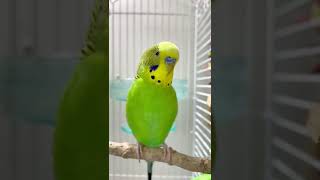 Download lagu Happy budgie sounds 🥰💚💛✨ #budgielife #parakeet #shorts mp3