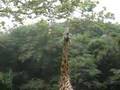 Bronx Zoo