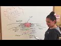 Fibroblast Cell