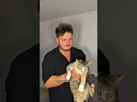 Când ai animale și îți strică canapeaua