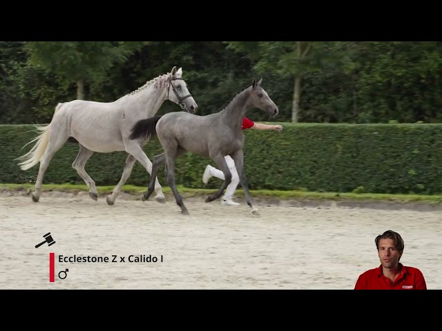 Elixer du Vlist Z