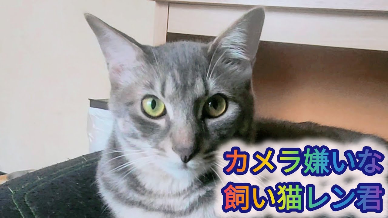 【猫好き必見！！撮らないでと訴える猫！！】「くどい飼い主vsカメラを嫌うレン君」