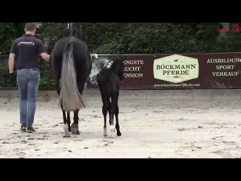 Hengstfohlen v. Feinstar x Benefit, geb. 06.06.2023