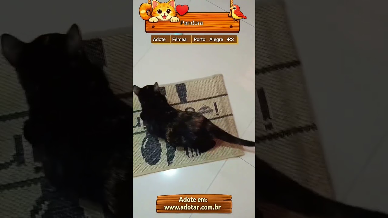 Gato raça SRD-ViraLata idade 3 anos nome Pandora 